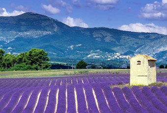 普羅旺斯村Provence