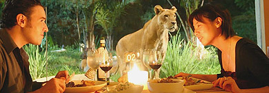 獅子餐廳-Tsavo Lion Restaurant