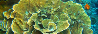 硬珊瑚區 Palau Stiff Coral Graden
