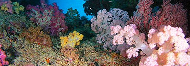 軟珊瑚區 Palau Soft coral arch