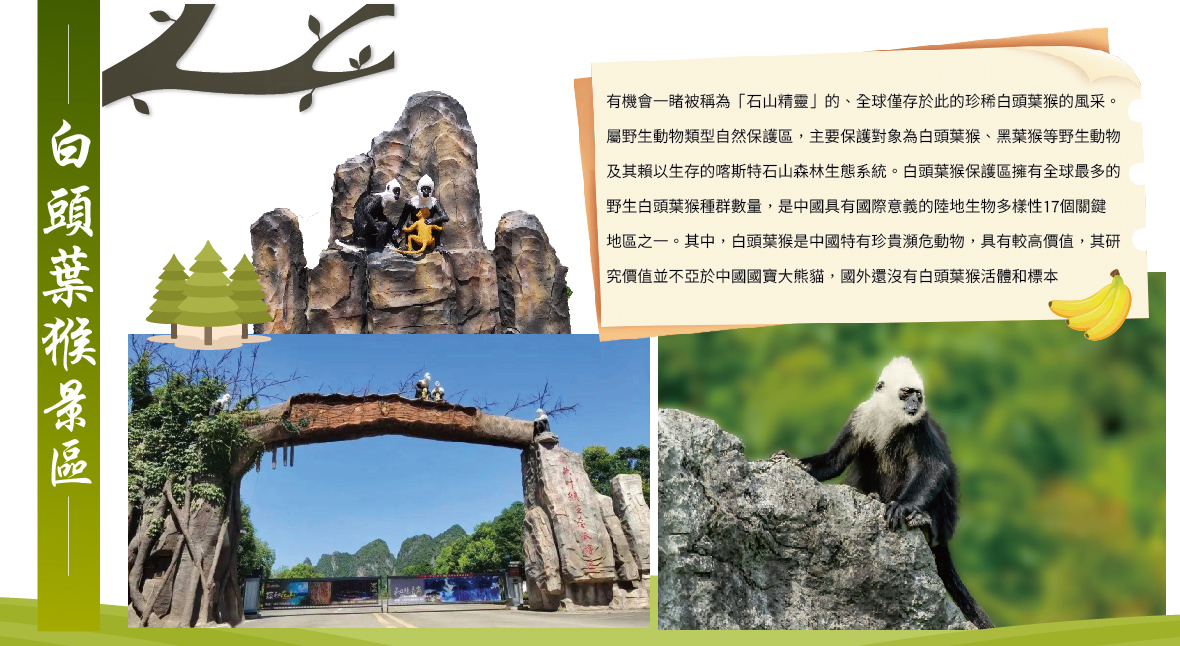 白頭葉猴景區