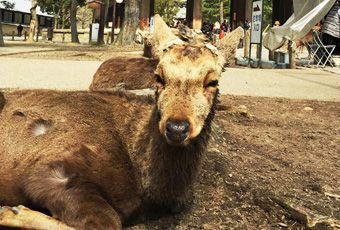 奈良鹿公園