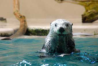 三重鳥羽水族館