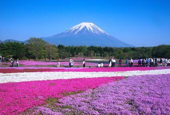 黑部立山(立山黑部)富士芝櫻祭