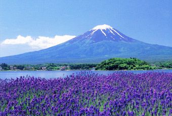 靜岡 富士山 伊豆半島 旅遊行程推薦 超夯靜岡旅遊行程 新魅力靜岡旅遊