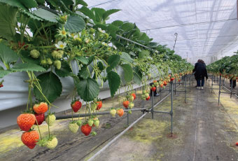 新潟白根果園(採果樂)