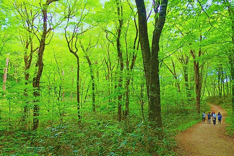 J能登假期j 深秋楓紅東北秘境 秋田小火車奧入瀨溪白神山地小坂鐵道騎士5日 長榮 青青 世興旅行社