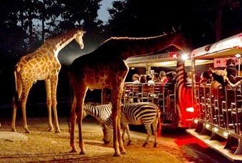 泰北清邁-夜間動物園