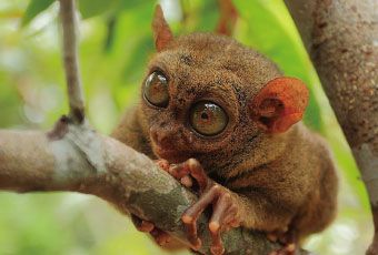 宿霧眼鏡猴Tarsier