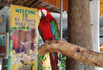 吉隆坡電信塔迷你動物園