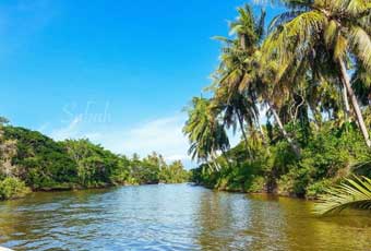 巴拉望紅樹林 Mangrove