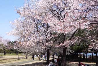 首爾一山湖水公園