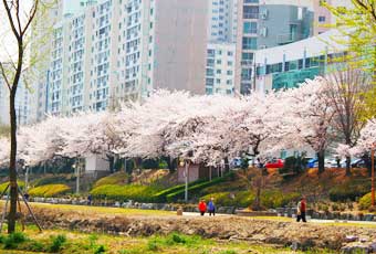 釜山溫泉川櫻花路