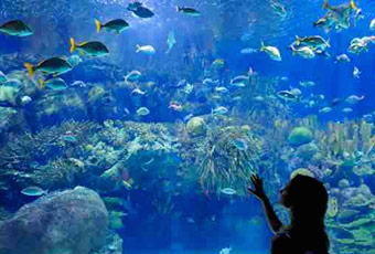 埃及旅遊赫加達水族館