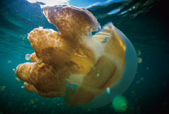 帛琉水母湖 Jellyfish Lake