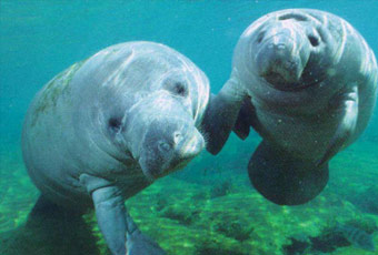 帛琉美人魚水道 Dugong Channel