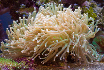 帛琉軟珊瑚區 Palau Soft coral arch