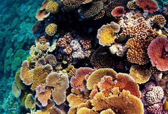 帛琉硬珊瑚區 Palau Stiff Coral Graden