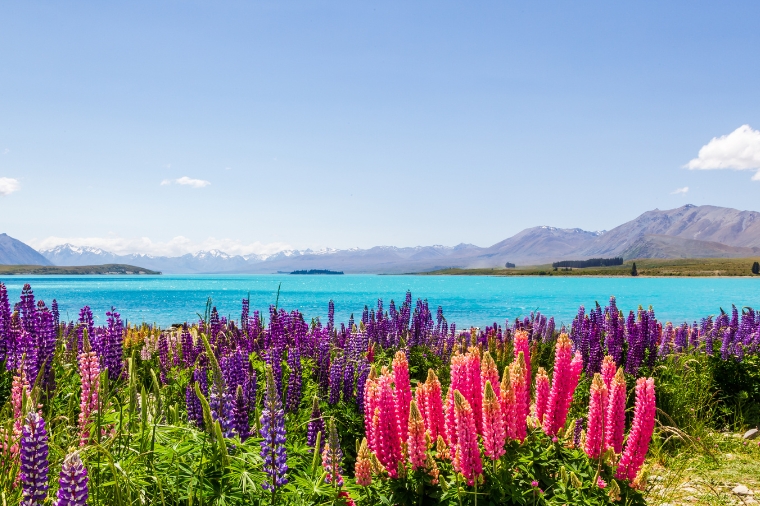 紐西蘭旅遊幻境冰河湖–Lake Tekapo 第卡波湖