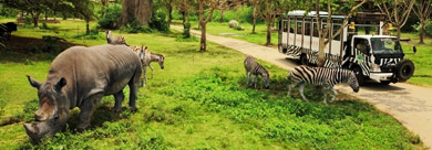 巴里島SAFARI MARINE PARK野生動物園