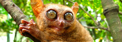 眼鏡猴Tarsier