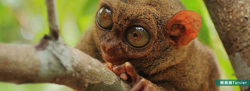 眼鏡猴Tarsier
