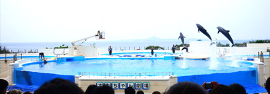 沖繩海豚劇場海豚表演