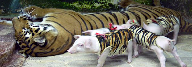 曼谷芭達雅龍虎園Sriracha Tiger Zoo