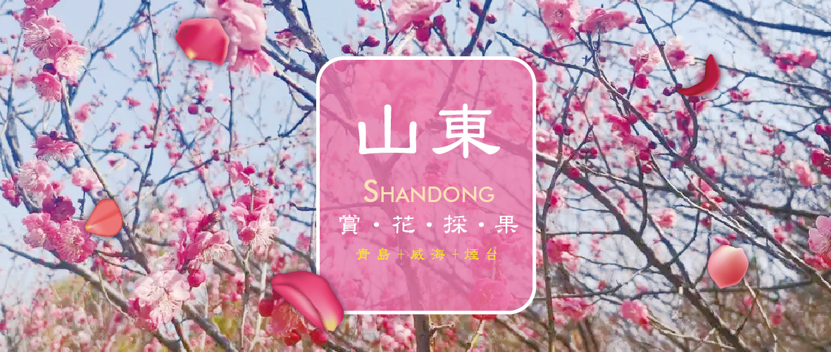 山東賞花採果6天SC~青島+威海+煙台