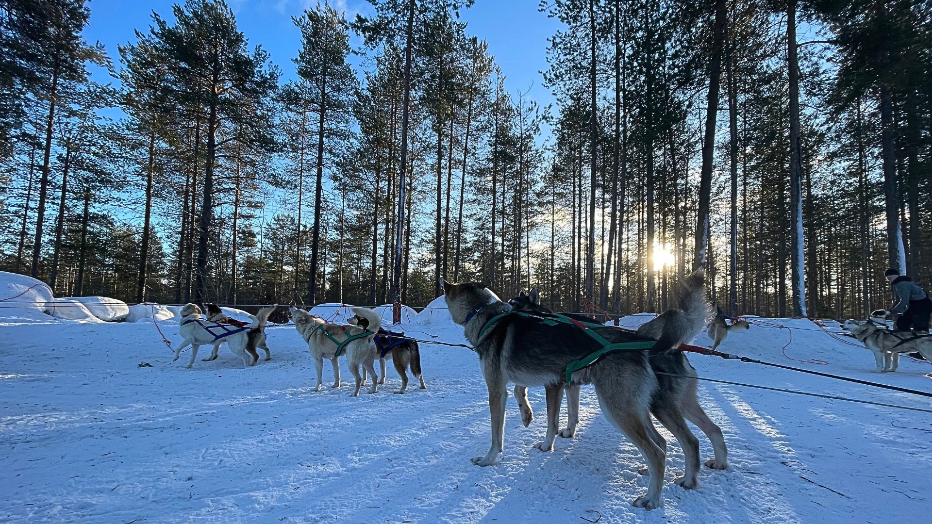 冬季戶外探險哈士奇雪橇