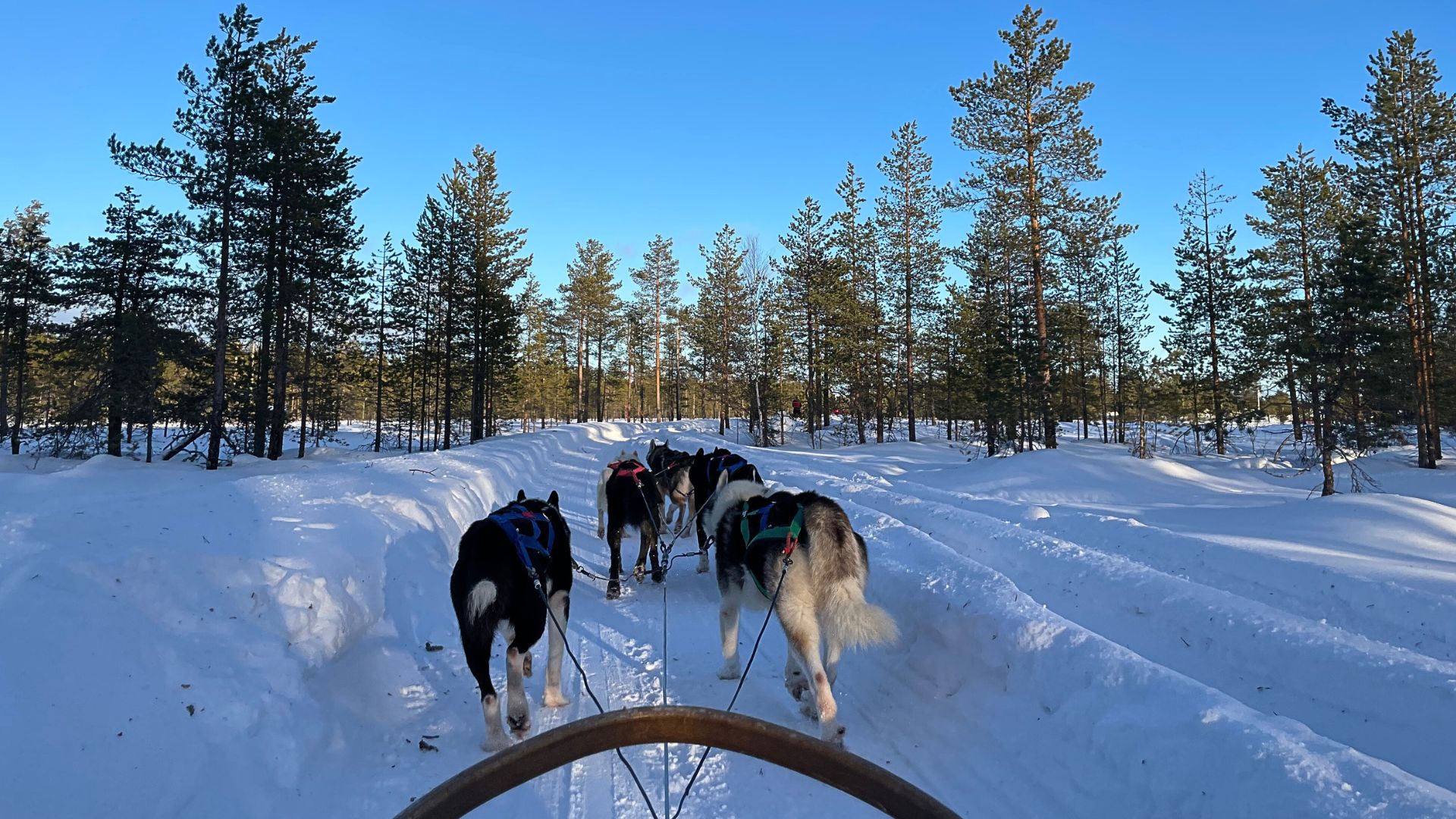 冬季戶外探險哈士奇雪橇