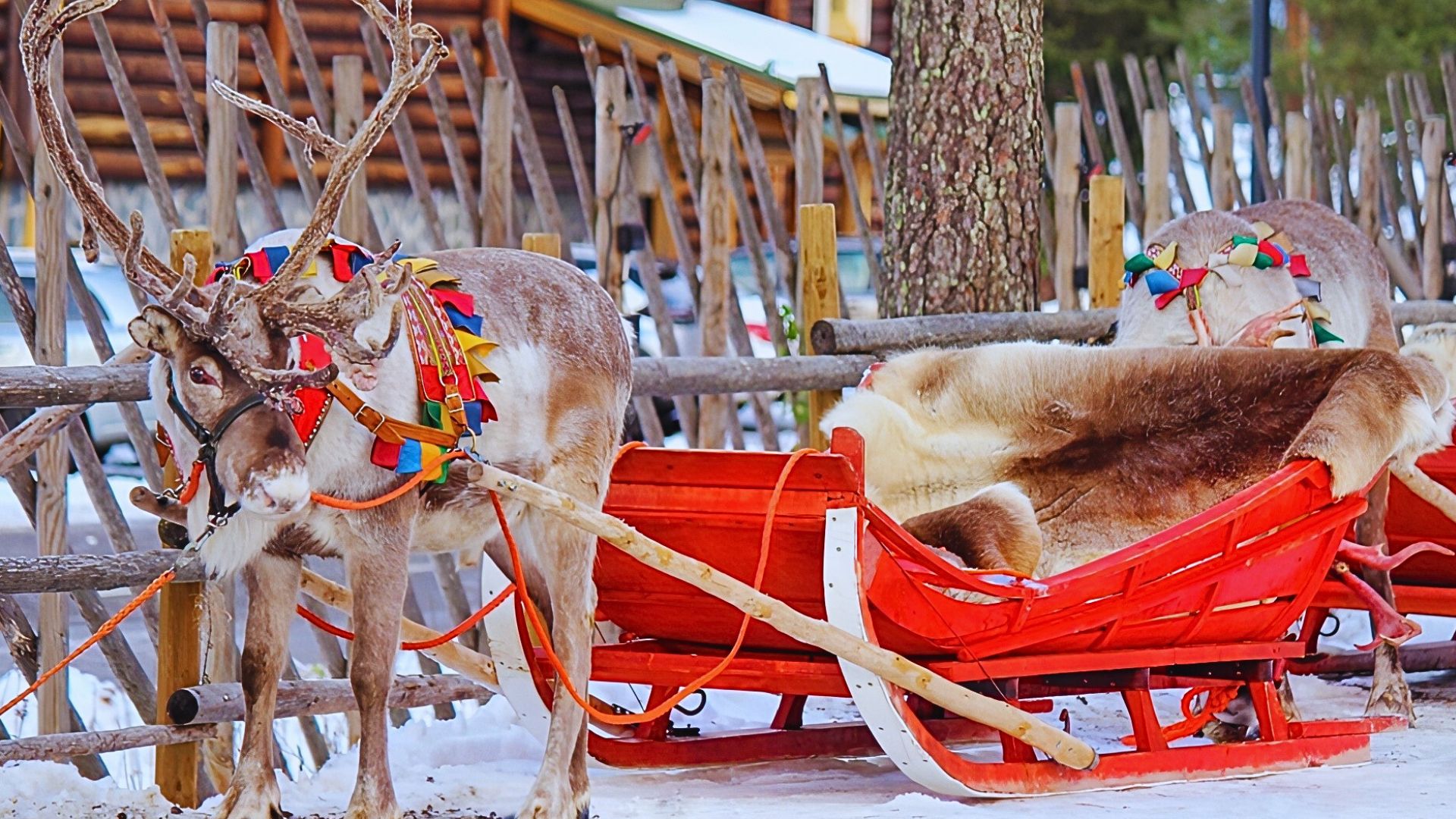 冬季戶外探險馴鹿雪橇