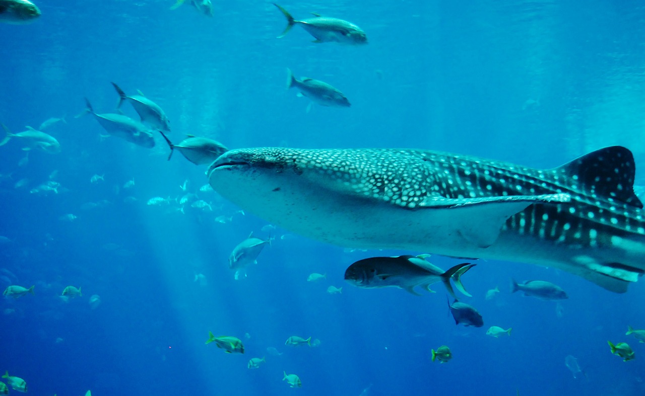 其實在亞洲地區，許多地區包括臺灣，都是有機會可以體驗到與鯨鯊一起游泳，但大部分地區都很吃運氣