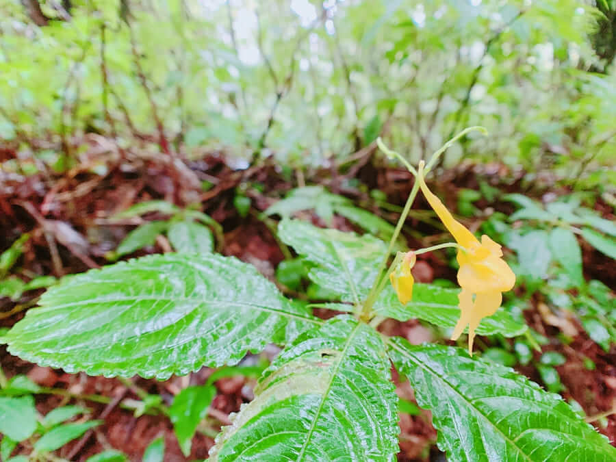 茵他濃國家公園-雨林黃色花
