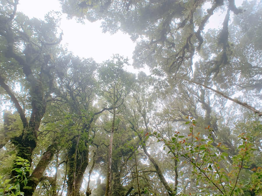 茵他濃國家公園-樹林