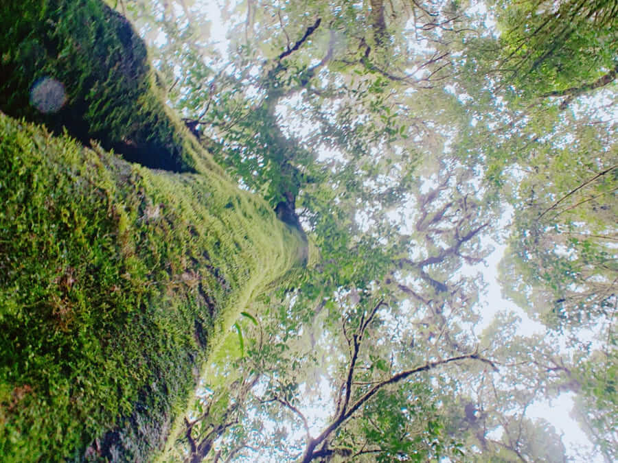 茵他濃國家公園-藻類+雨林