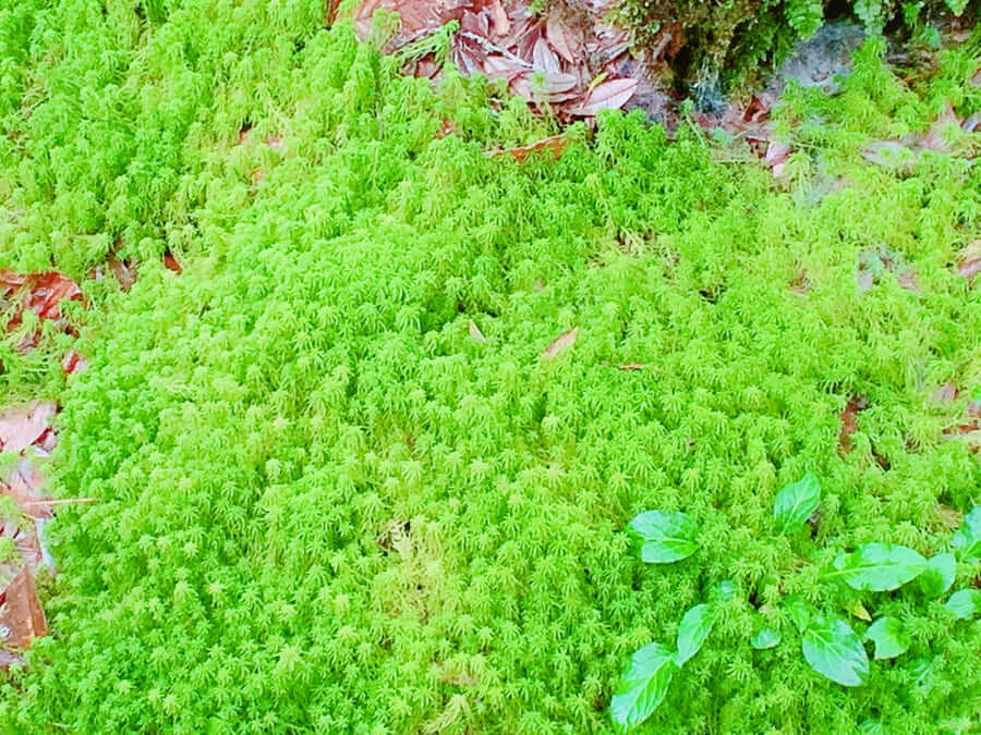 茵他濃國家公園-獨特植物清邁獨有