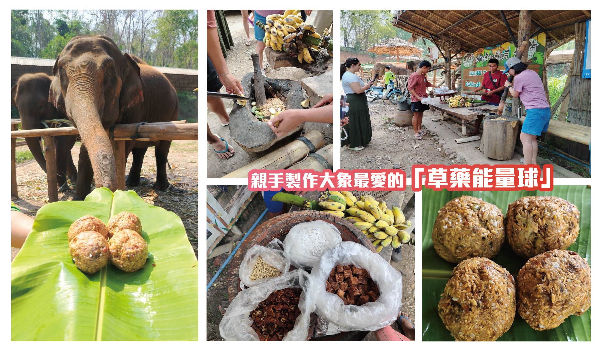 親手製作大象最愛的「草藥能量球」