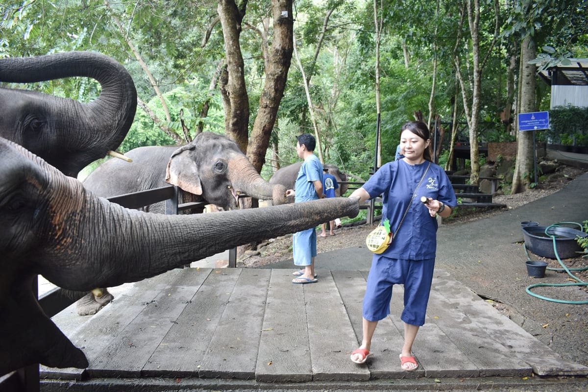 友善大象保育營HUG CHANG MAETENG ELEPHANT SANCTUARY象伕體驗活動