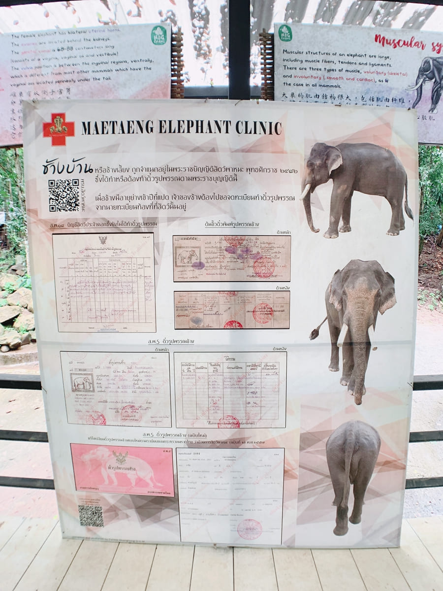 泰北大象學校體驗象伕-大象的身分證