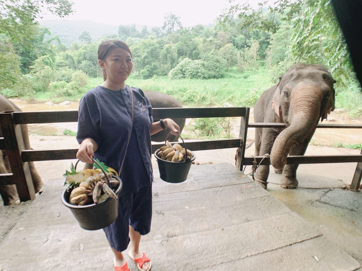 泰北大象學校體驗象伕-拿水果藥球餵食大象