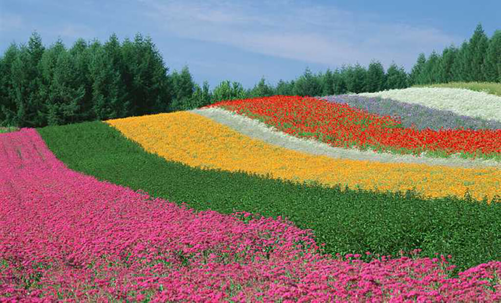 北海道富田農場-大片薰衣草田與漸層花海，滿足視覺與嗅覺的享受