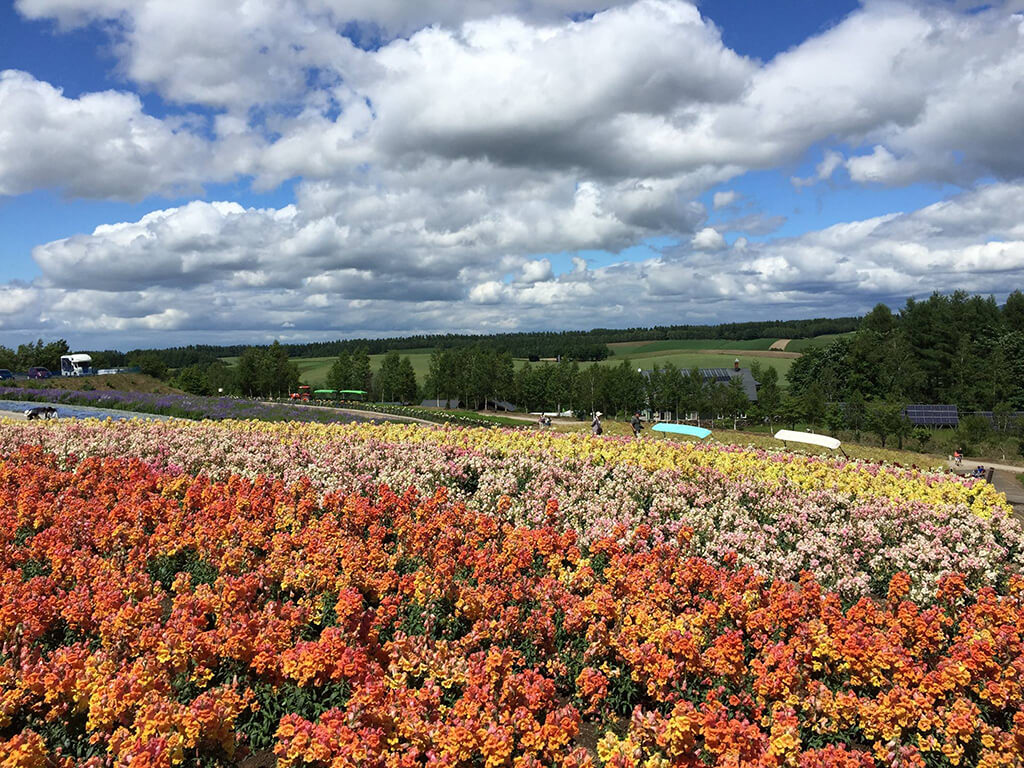 難怪到北海道旅遊的遊客們，一年四季都想到此參觀呢