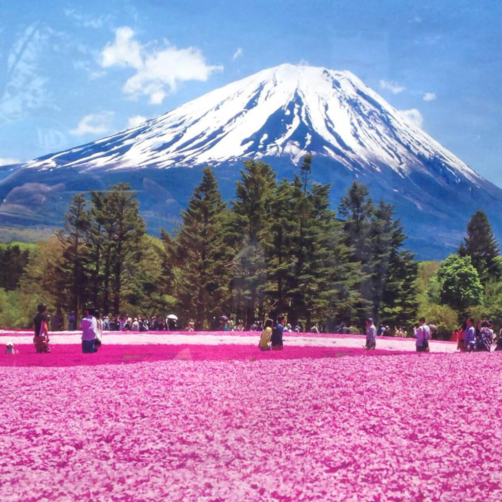 富士芝櫻祭