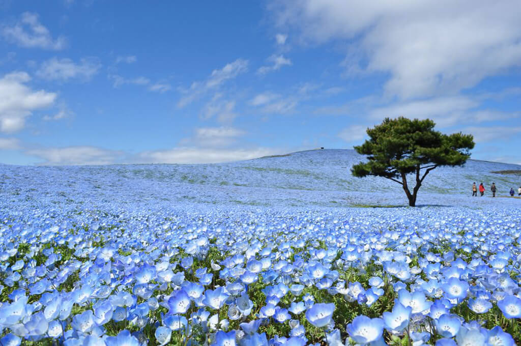 日立海濱公園(粉蝶花海4月底~5月初)