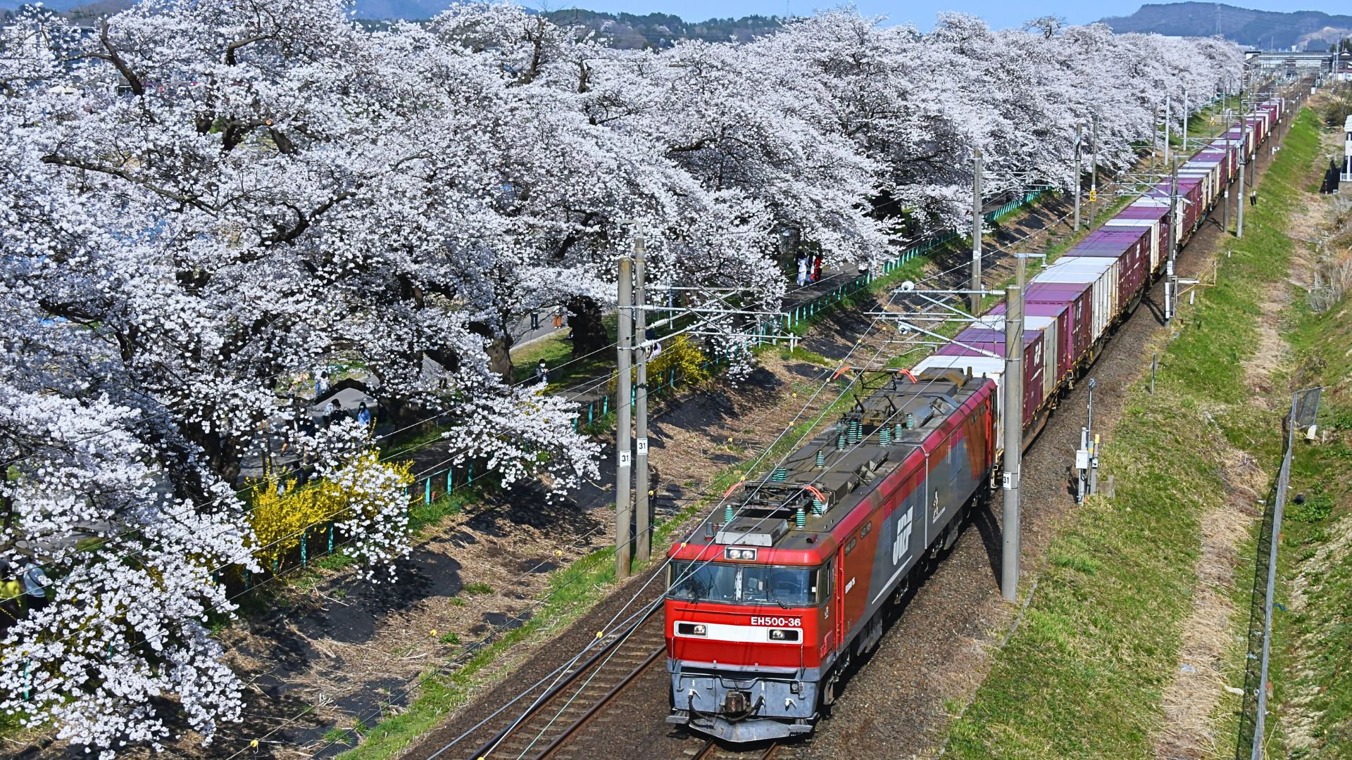 輕鬆賞櫻團櫻花秘境