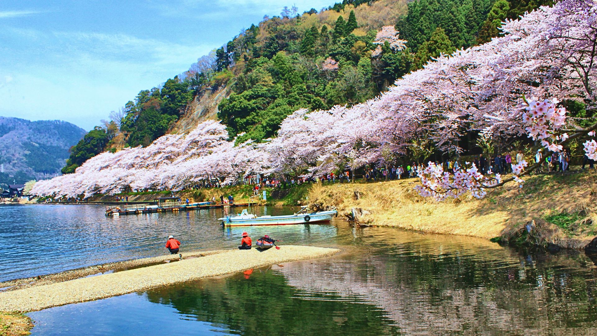 輕鬆賞櫻團櫻花秘境