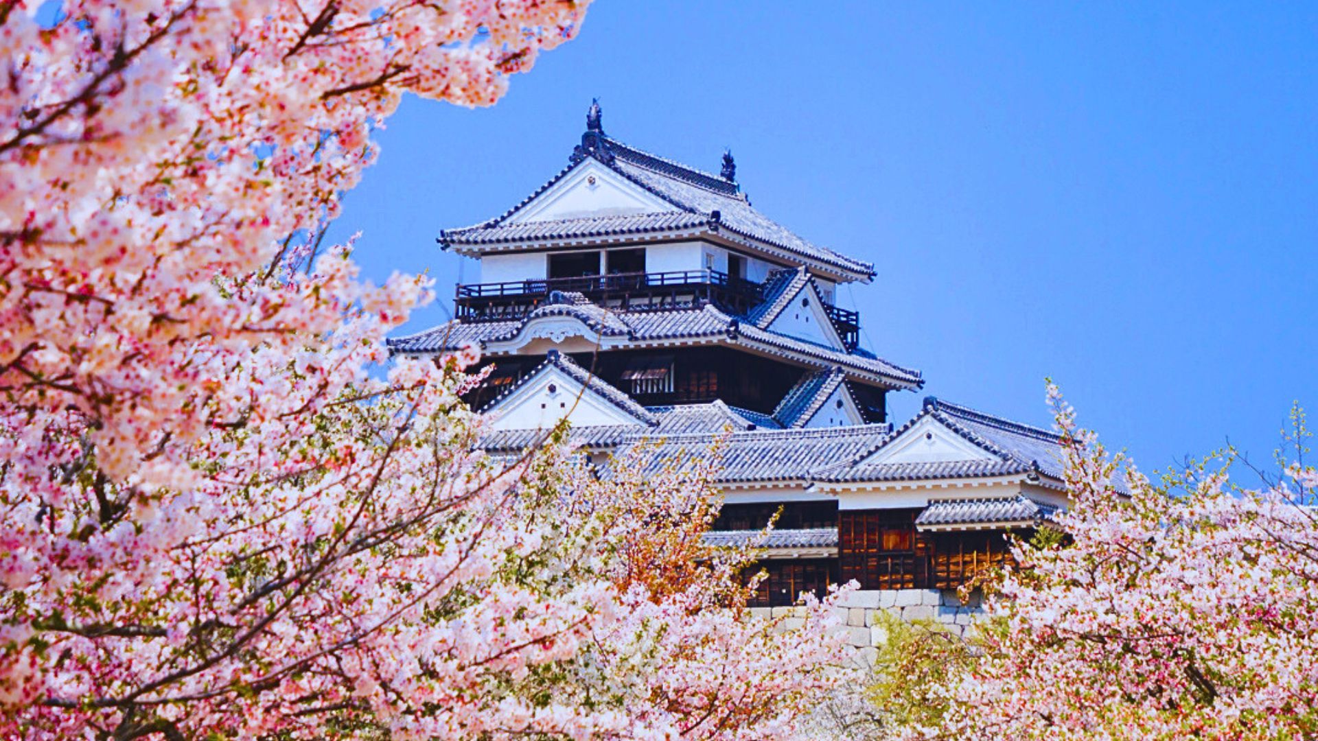 輕鬆賞櫻團櫻花秘境