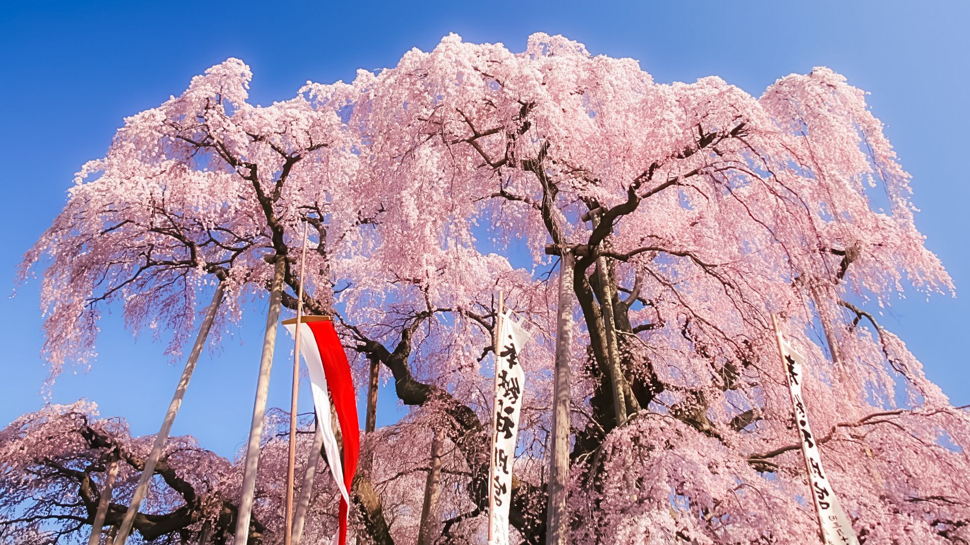 輕鬆賞櫻團櫻花秘境