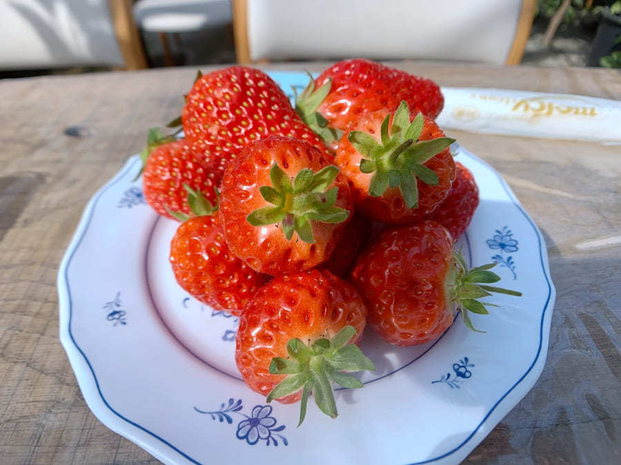 新潟草莓-越後姬